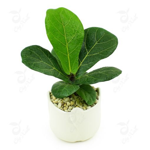 Tiểu cảnh Composite 04