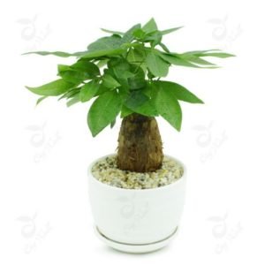 Tiểu cảnh Composite 01